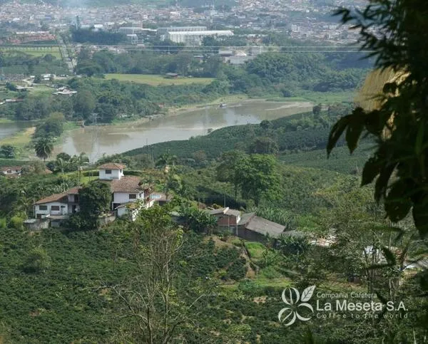 Trilla de café: "crecimiento explosivo" en Caldas en 2024 y $893 mil millones, un empresario detalla la clave