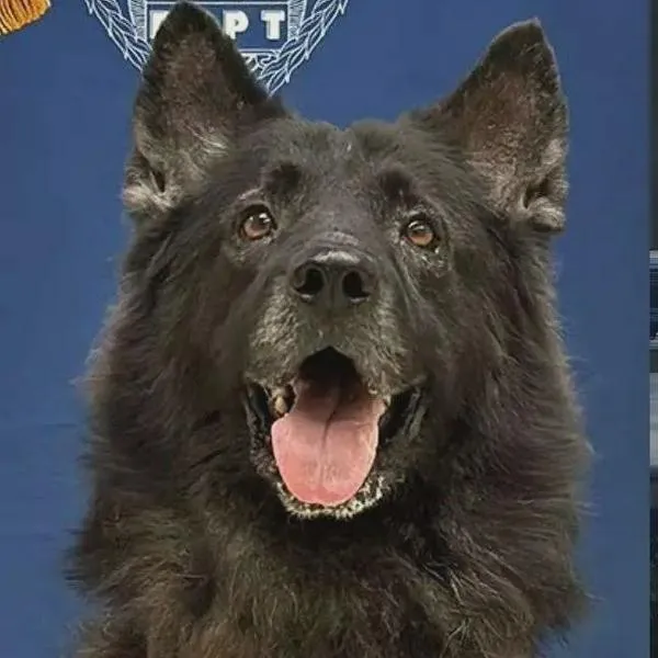 Archer, el perro policía que murió luego de estar encerrado dentro de una patrulla en Estados Unidos. Su historia conmueve y da la vuelta al mundo.