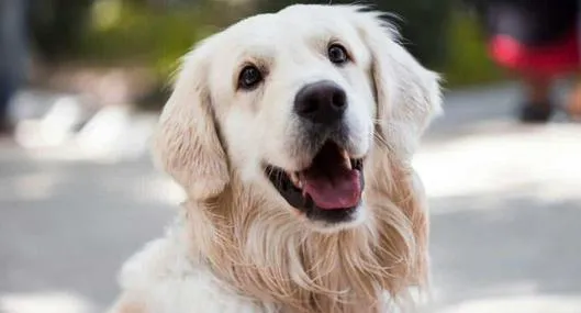 Personas con perros en conjuntos ya no tendrán esta prohibición: cuál es
