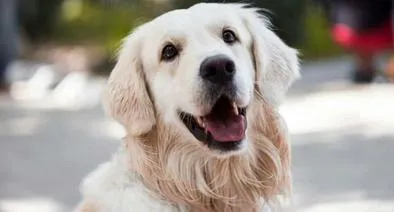 Personas con perros en conjuntos ya no tendrán esta prohibición: cuál es