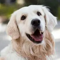 Personas con perros en conjuntos ya no tendrán esta prohibición: cuál es
