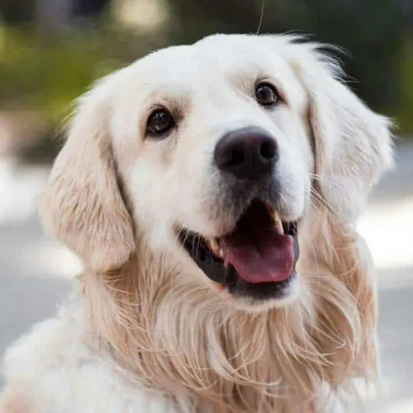 Personas con perros en conjuntos ya no tendrán esta prohibición: cuál es