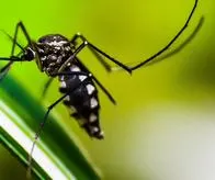 ¿Qué pasaría si los mosquitos dejaran de existir en el planeta? La salud humana vería cambios