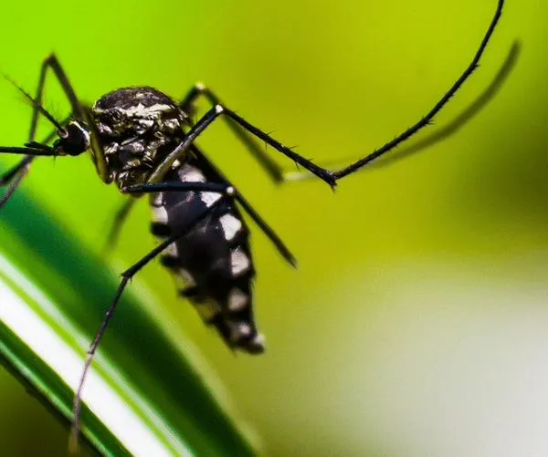 ¿Qué pasaría si los mosquitos dejaran de existir en el planeta? La salud humana vería cambios