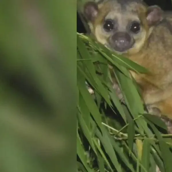 El perro de monte o kinkajú liba néctar en las flores