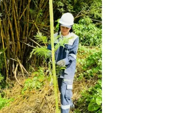Más verde, menos calor: una capital del Eje Cafetero siembra 3 mil 700 árboles para mejorar su aire