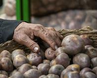 El tercer alimento más consumido en el mundo está siendo mejorado en Colombia: Ya van 22 variedades