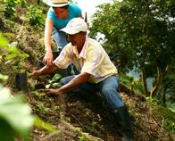 Caficultores colombianos apuestan por la reforestación para reducir huella de carbono