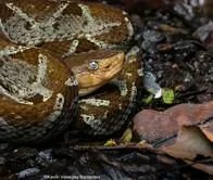 ¿Por qué llegan tarde los antídotos? Segunda víctima mortal de serpiente en el Cesar alerta a la comunidad