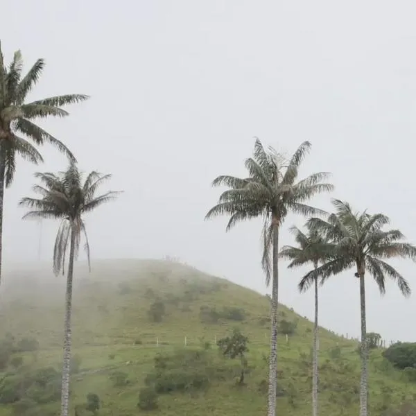 Palma de cera, 40 años como árbol nacional y una protección basada en “falsos positivos”