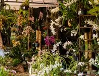 Bogotá florece con la XXII Exposición de Orquídeas: 70 años exaltando la vida 