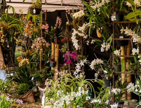 Bogotá florece con la XXII Exposición de Orquídeas: 70 años exaltando la vida 