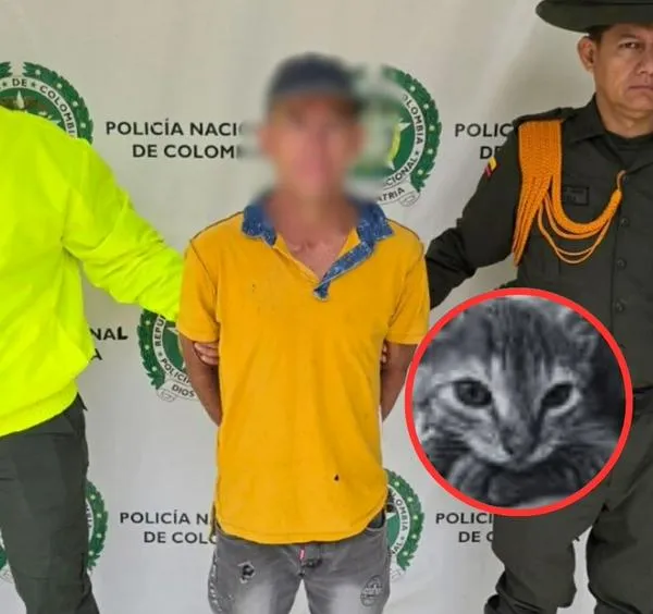 Hombre que mató al gato Michyn quedó libre en Bucaramanga y hay indignación