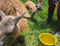 Bogotá garantiza el bienestar de las llamas: conoce la historia de Asha y su cría Aarón 