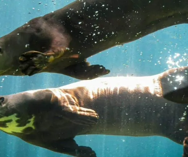 Los niños podrán entrar gratis al Zoológico de Cali, ¿cuándo será y qué requisitos hay?