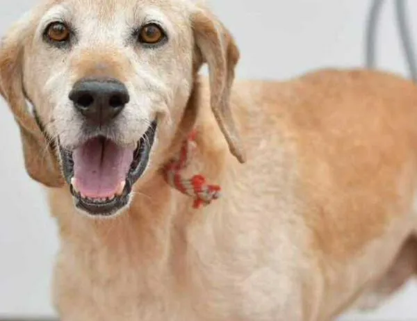 'Adoptar es amar sin condiciones': jornada de adopción este sábado 20 de septiembre 