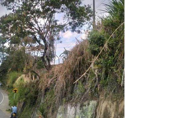 Árbol en Bajo Tablazo en Manizales preocupa a la gente: autoridades evaluarán su estado para evitar accidentes