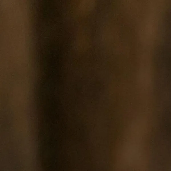 Rescate de pequeño felino en Cartago: ¿De qué especie se trata?