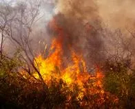 Esto pasará en lo respiratorio, si se aspira humo de los incendios forestales