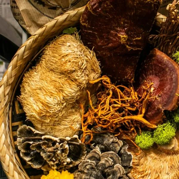 ¿Qué encontrará en la Feria Fungi 2025