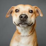 ¿Cómo puede hacer que su perro sea más feliz? Estudios revelaron un truco sencillo