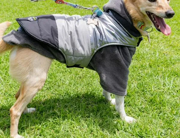 Asiste a jornada de bienestar animal en parque Villa Mayor de Bogotá: 28 de septiembre  