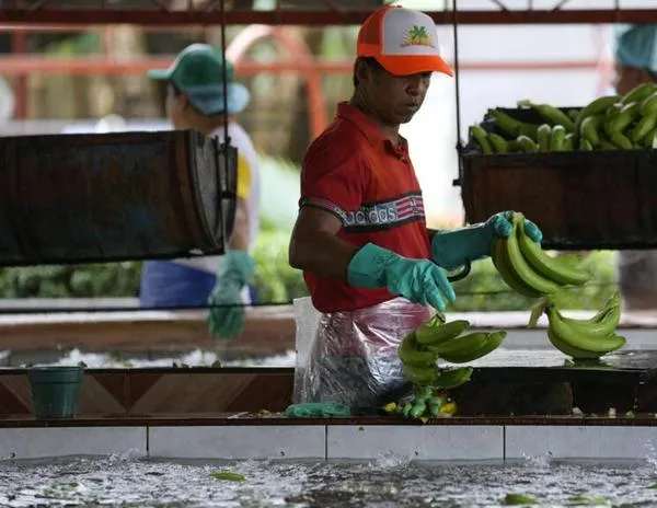 Ecuador, primer exportador mundial de banano, afectado por la enfermedad TR4