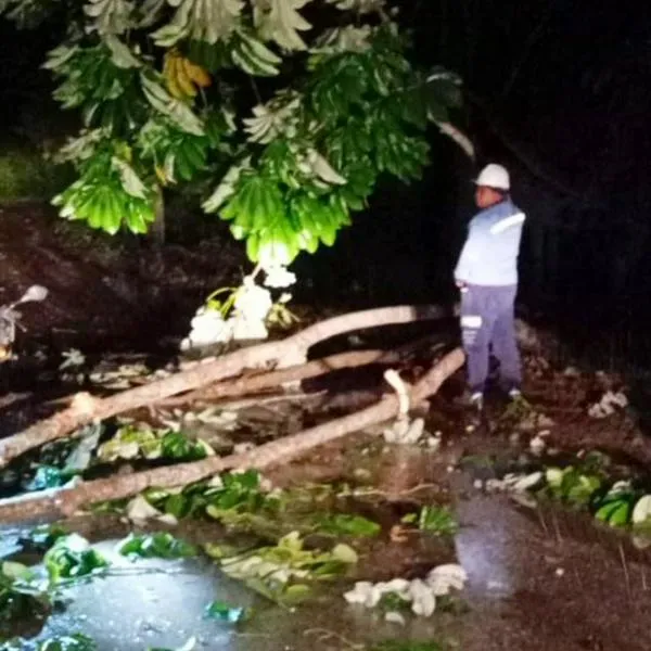 Vendaval en Sucre: vientos huracanados dejan destrucción y animales muertos
