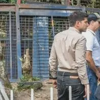 Calarcá habilitará gatera temporal para proteger gatos del orfanato