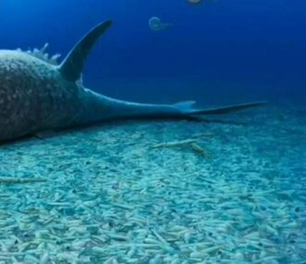 A partir de un fósil, hallan una nueva especie de reptil marino