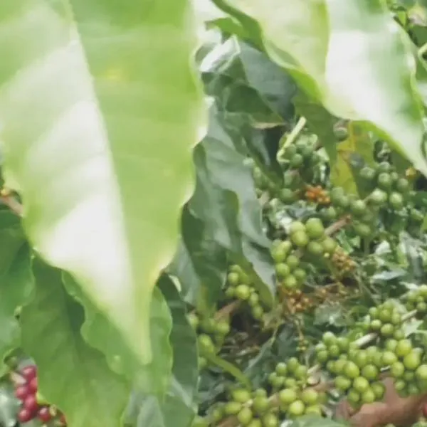 Café en máximos históricos: precios elevados hasta 2028 y retos para el Quindío