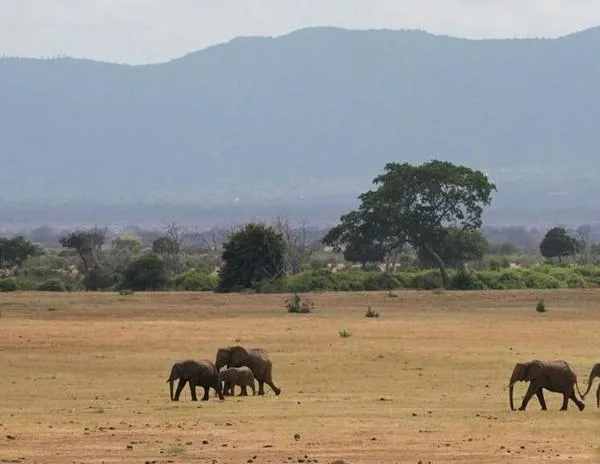 África: safaris y "colonialismo verde"