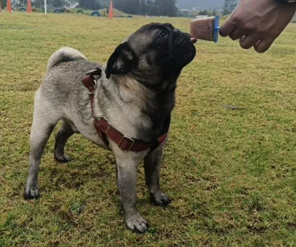 Esto es lo que tu mascota debería comer: Algunos alimentos pueden ser letales