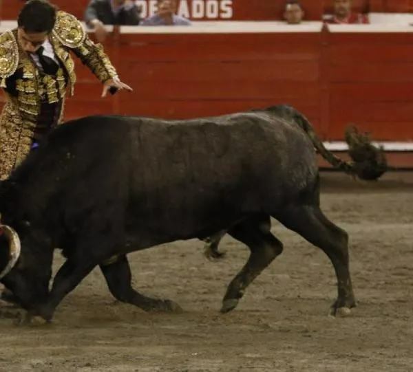 Conozca los carteles de la 26ª Feria de Toros y Ciudad: un festival taurino imperdible en Manizales