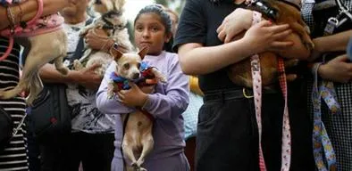Paso histórico: Inauguran el primer consultorio jurídico del país para defender los derechos de los animales