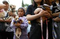 Caldas inaugura el primer Consultorio Jurídico para defensa animal: un hito legal contra el maltrato en Colombia