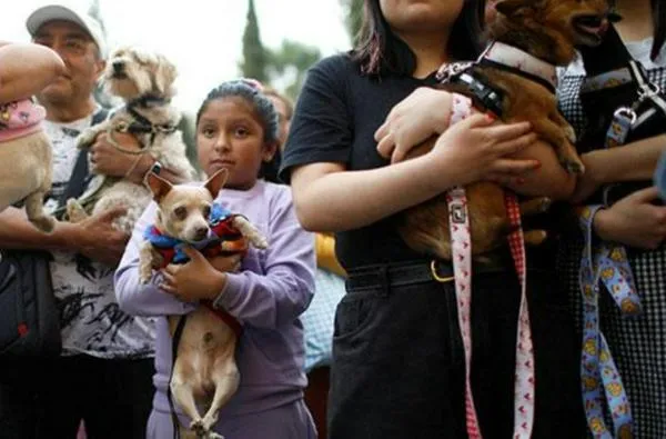 Paso histórico: Inauguran el primer consultorio jurídico del país para defender los derechos de los animales