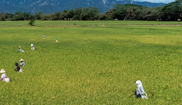 Crean novedoso modelo para prevenir enfermedades del arroz con hasta 90 % de precisión