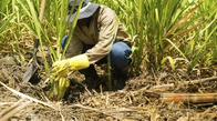 “Cuidamos los recursos naturales": Asocaña responde a señalamientos de Minambiente
