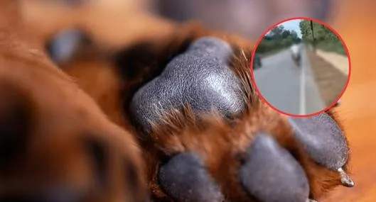 Imágenes de un concejal en Córdoba que arrastró a un perro