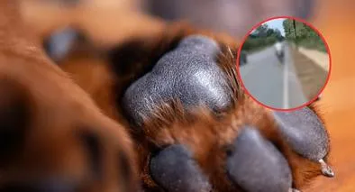 Imágenes de un concejal en Córdoba que arrastró a un perro