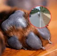 Imágenes de un concejal en Córdoba que arrastró a un perro