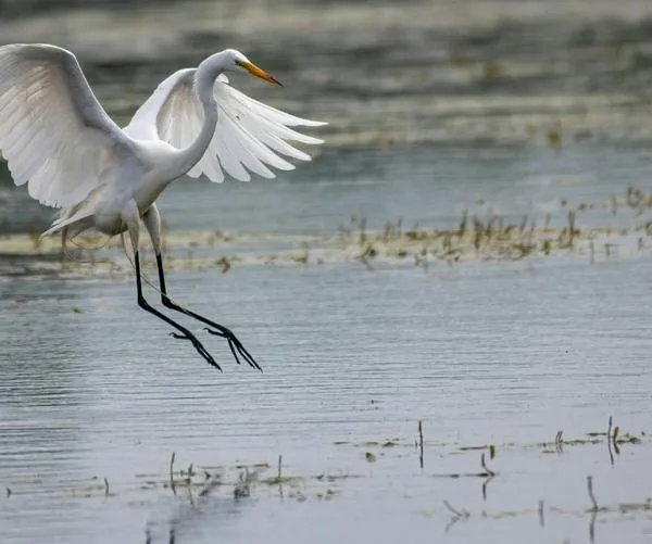 Cali respira naturaleza: conozca la agenda de este viernes en la semana de la biodiversidad