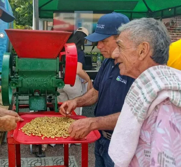 La cosecha cafetera se vive y se juega en este municipio del Centrosur de Caldas 