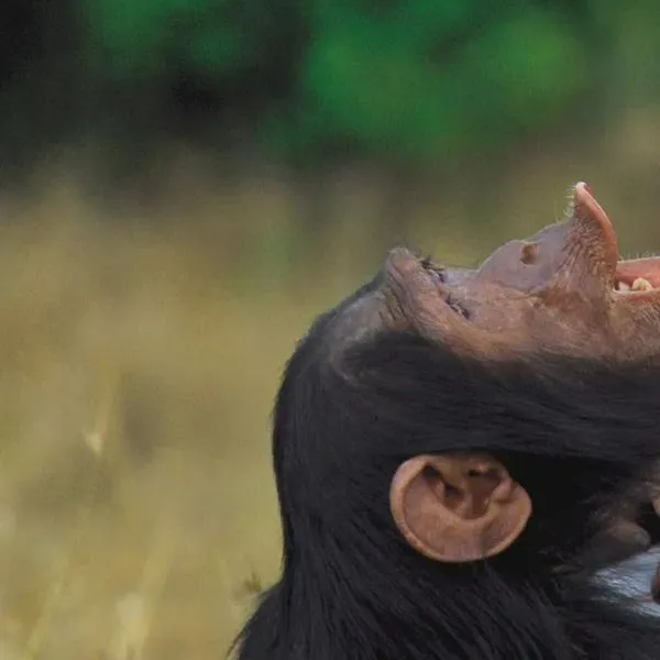 Los primates pierden a su gran investigadora
