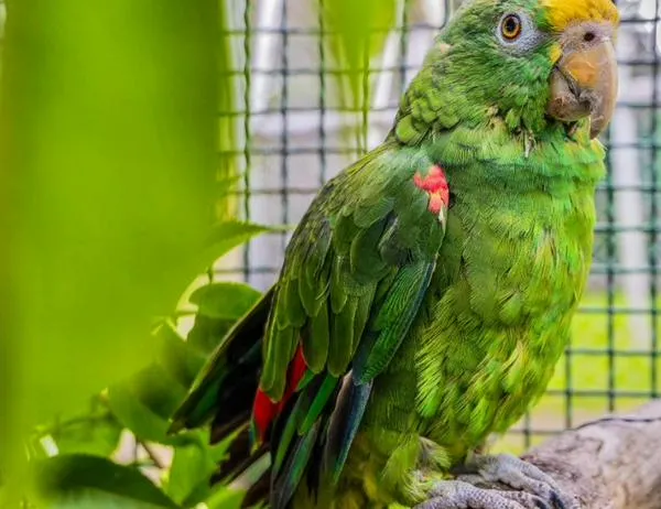Autoridades se unen contra el tráfico de fauna silvestre en semana de receso escolar 