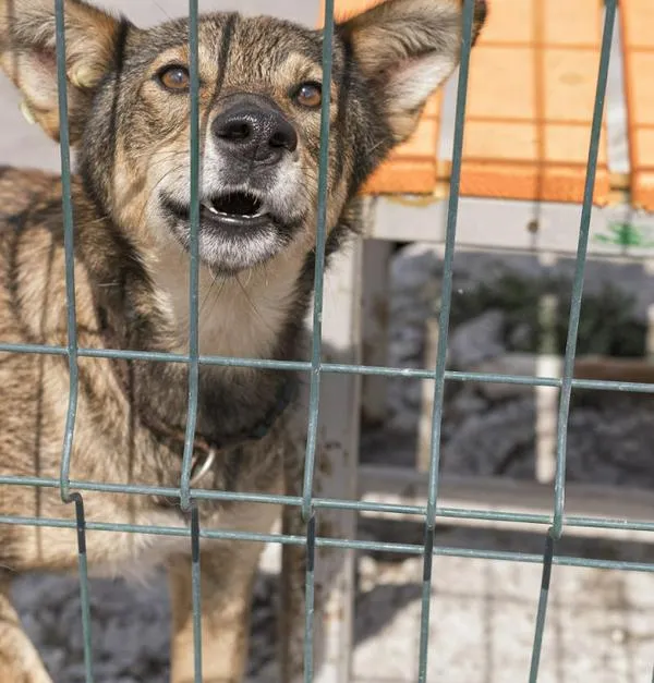 Capturan a hombre en municipio de Caldas por brutal muerte de su perro: así ocurrió el ataque