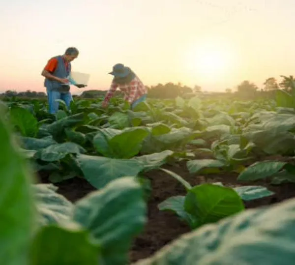 Precios del productor en Colombia crecieron 3,63 % anual por alzas en productos agrícolas