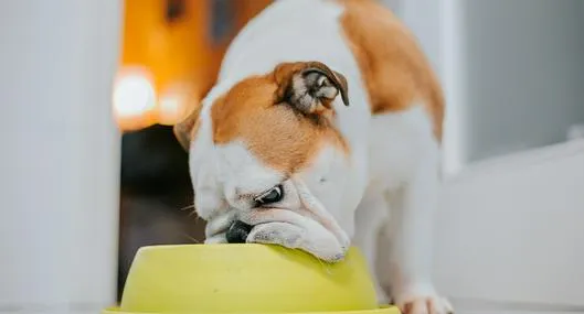 Perro comiendo
