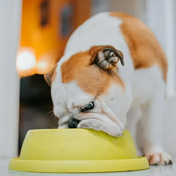 Perro comiendo